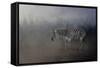 Zebra in a Snow Storm-Jai Johnson-Framed Stretched Canvas