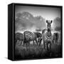 Zebra In Black And White-Donvanstaden-Framed Stretched Canvas