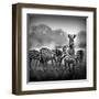 Zebra In Black And White-Donvanstaden-Framed Art Print