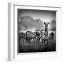 Zebra In Black And White-Donvanstaden-Framed Art Print