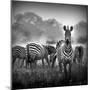 Zebra In Black And White-Donvanstaden-Mounted Art Print