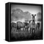 Zebra In Black And White-Donvanstaden-Framed Stretched Canvas