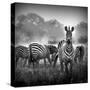Zebra In Black And White-Donvanstaden-Stretched Canvas
