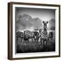 Zebra In Black And White-Donvanstaden-Framed Art Print