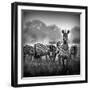 Zebra In Black And White-Donvanstaden-Framed Art Print