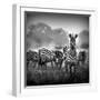 Zebra In Black And White-Donvanstaden-Framed Art Print