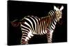 Zebra in Black Horizontal-Ikuko Kowada-Stretched Canvas