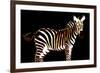 Zebra in Black Horizontal-Ikuko Kowada-Framed Giclee Print