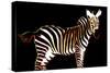 Zebra in Black Horizontal-Ikuko Kowada-Stretched Canvas