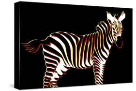 Zebra in Black Horizontal-Ikuko Kowada-Stretched Canvas