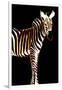 Zebra in Black Vertical-Ikuko Kowada-Framed Giclee Print