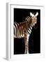 Zebra in Black Vertical-Ikuko Kowada-Framed Giclee Print