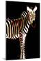 Zebra in Black Vertical-Ikuko Kowada-Mounted Giclee Print