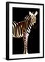 Zebra in Black Vertical-Ikuko Kowada-Framed Giclee Print