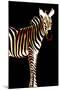 Zebra in Black Vertical-Ikuko Kowada-Mounted Giclee Print