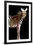 Zebra in Black Vertical-Ikuko Kowada-Framed Giclee Print