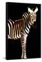 Zebra in Black Vertical-Ikuko Kowada-Framed Stretched Canvas