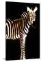 Zebra in Black Vertical-Ikuko Kowada-Stretched Canvas