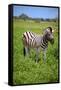 Zebra in Etosha-watchtheworld-Framed Stretched Canvas