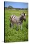 Zebra in Etosha-watchtheworld-Stretched Canvas