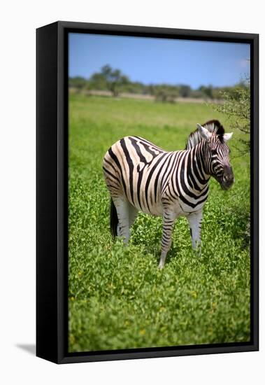 Zebra in Etosha-watchtheworld-Framed Stretched Canvas