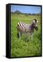 Zebra in Etosha-watchtheworld-Framed Stretched Canvas
