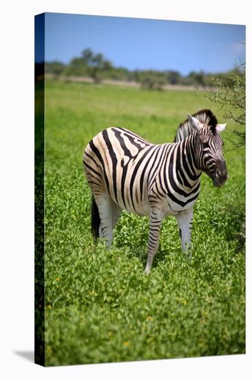 Zebra in Etosha-watchtheworld-Stretched Canvas