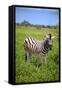 Zebra in Etosha-watchtheworld-Framed Stretched Canvas