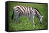 Zebra in Etosha-watchtheworld-Framed Stretched Canvas