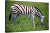 Zebra in Etosha-watchtheworld-Stretched Canvas