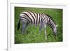 Zebra in Etosha-watchtheworld-Framed Photographic Print