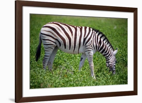 Zebra in Etosha-watchtheworld-Framed Photographic Print