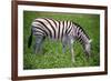 Zebra in Etosha-watchtheworld-Framed Photographic Print