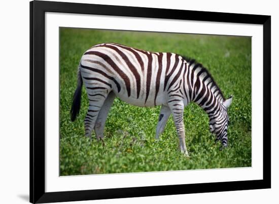 Zebra in Etosha-watchtheworld-Framed Photographic Print