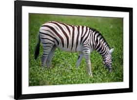 Zebra in Etosha-watchtheworld-Framed Photographic Print