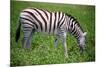 Zebra in Etosha-watchtheworld-Mounted Photographic Print