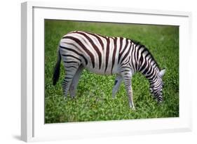 Zebra in Etosha-watchtheworld-Framed Photographic Print