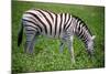 Zebra in Etosha-watchtheworld-Mounted Photographic Print