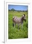 Zebra in Etosha-watchtheworld-Framed Photographic Print