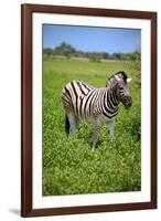 Zebra in Etosha-watchtheworld-Framed Photographic Print