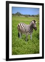 Zebra in Etosha-watchtheworld-Framed Photographic Print