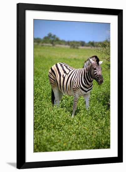 Zebra in Etosha-watchtheworld-Framed Photographic Print