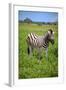 Zebra in Etosha-watchtheworld-Framed Photographic Print