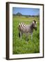 Zebra in Etosha-watchtheworld-Framed Photographic Print