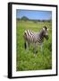 Zebra in Etosha-watchtheworld-Framed Photographic Print