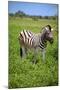 Zebra in Etosha-watchtheworld-Mounted Photographic Print