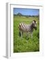 Zebra in Etosha-watchtheworld-Framed Photographic Print