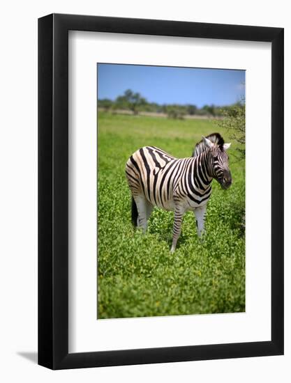 Zebra in Etosha-watchtheworld-Framed Photographic Print