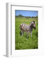 Zebra in Etosha-watchtheworld-Framed Photographic Print