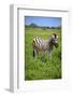 Zebra in Etosha-watchtheworld-Framed Photographic Print